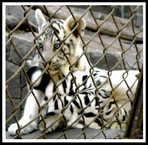 Luna, la tigre bianca dello zoo di Santiago con uno dei suoi cinque piccoli.